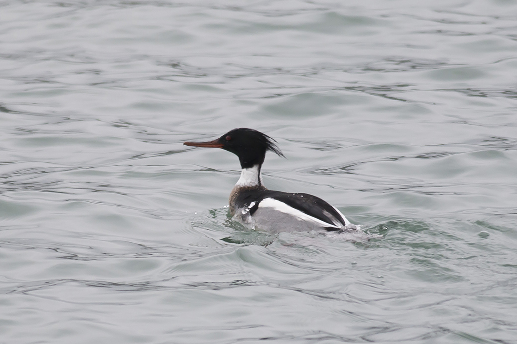 Red-breasted Merganser