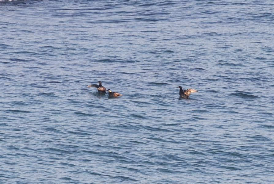 Common Scoter
