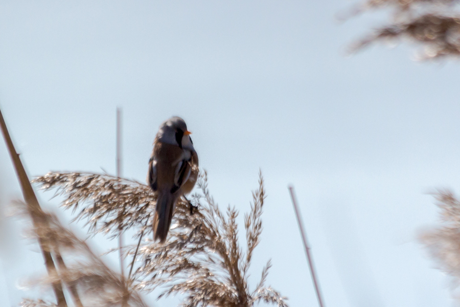 Bearded Reedling