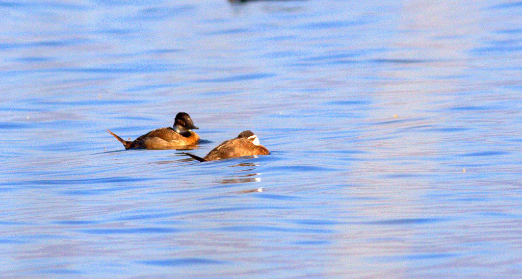 White-headed Duck