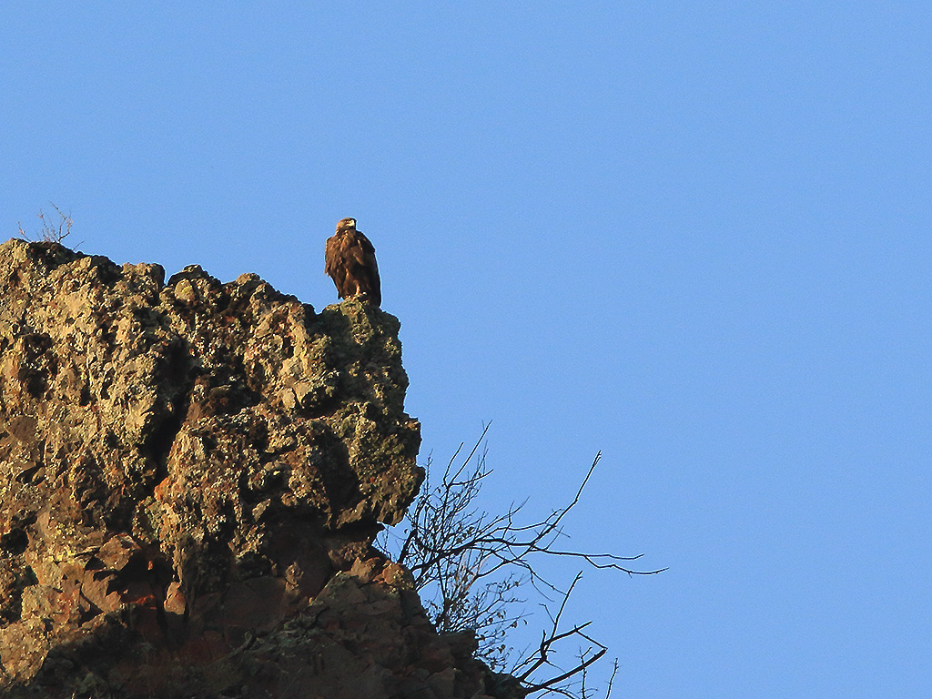 Golden Eagle