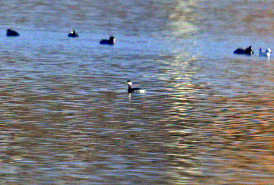 Horned Grebe