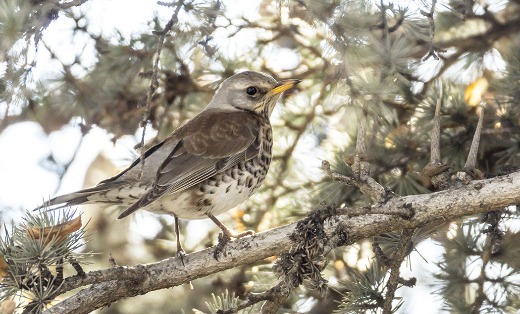 Fieldfare