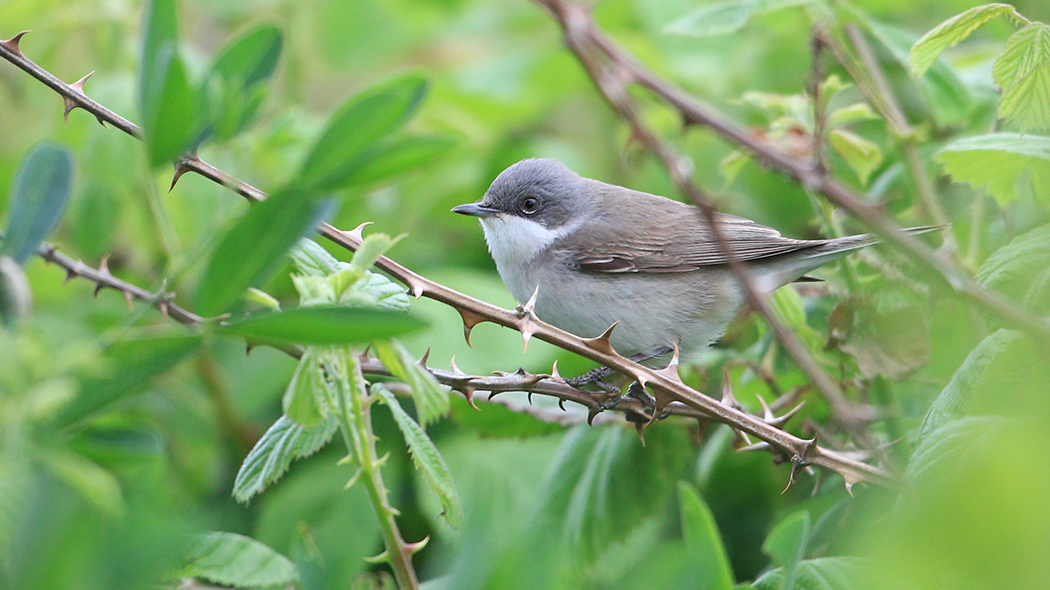 Lesser Whitethroat