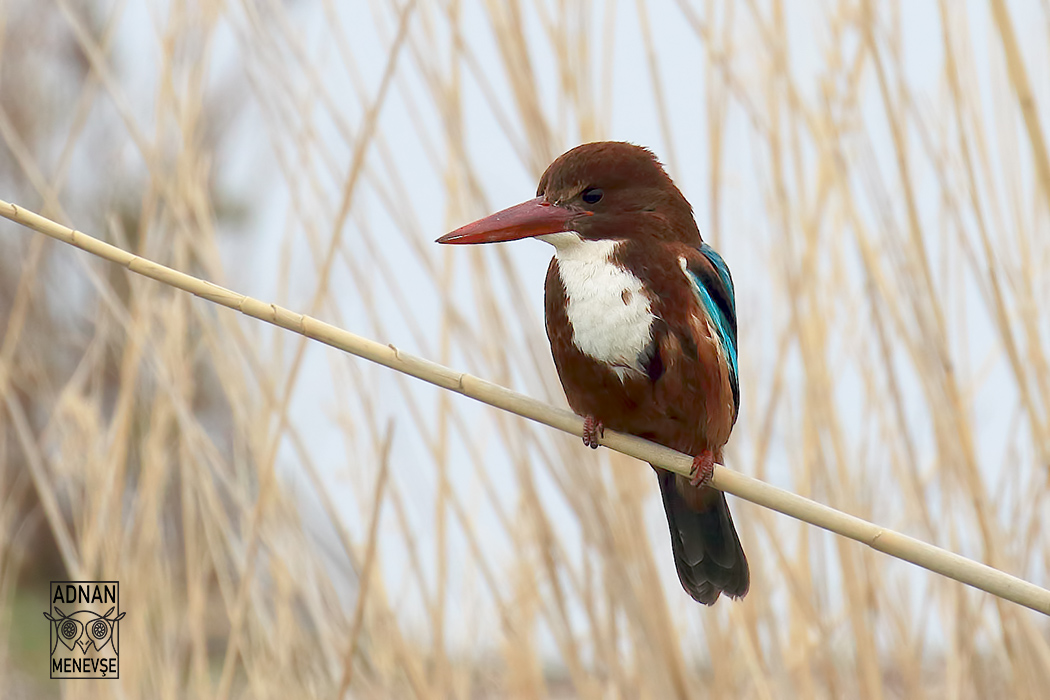 White-throated Kingfisher