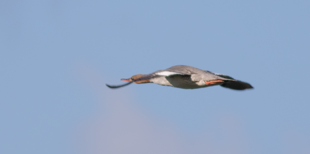 Common Merganser