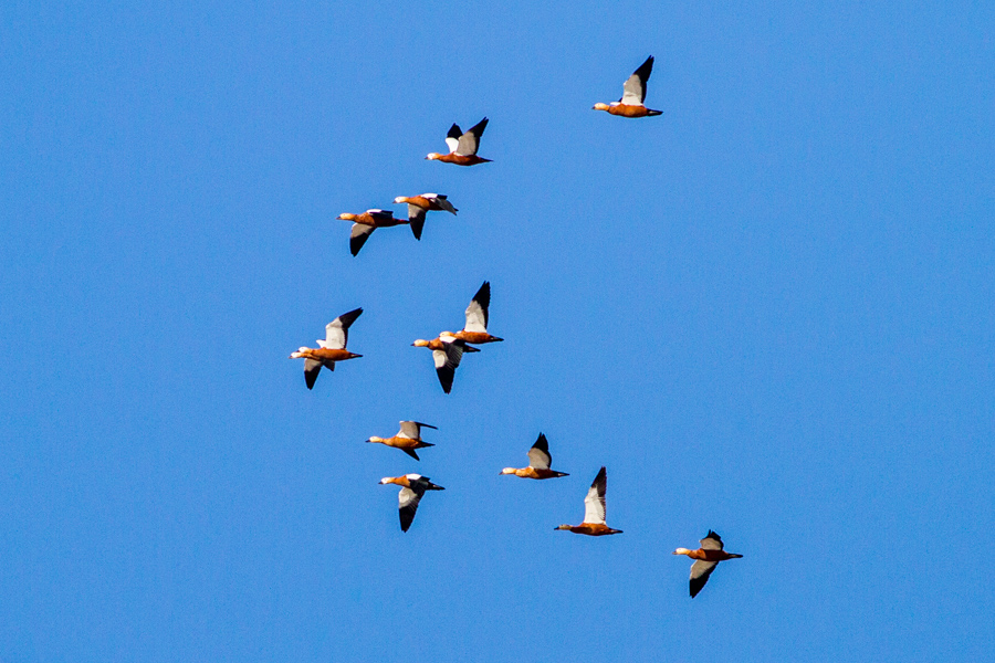 Ruddy Shelduck