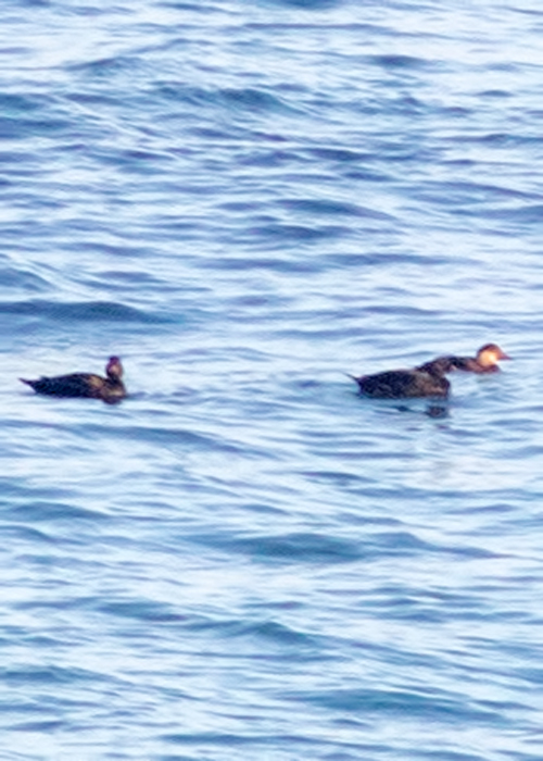 Common Scoter