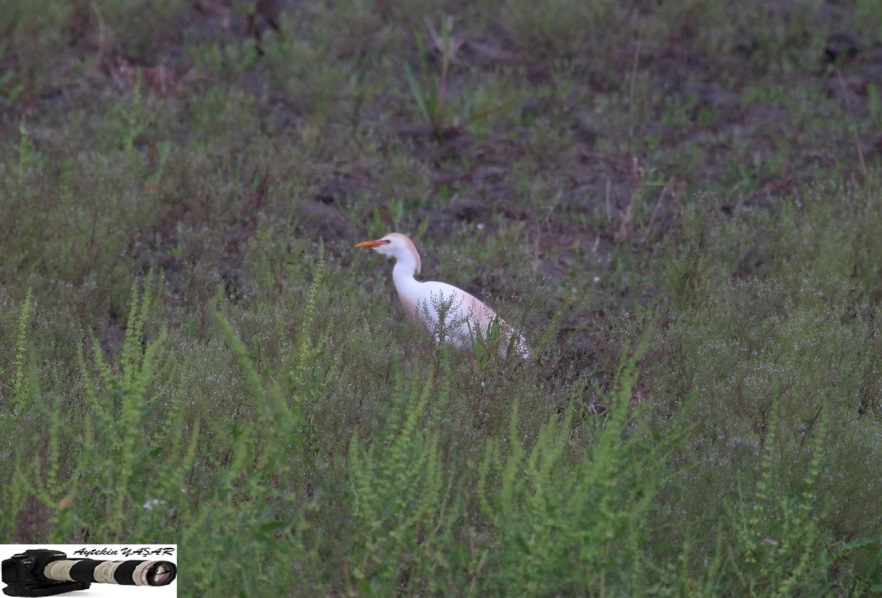Western Cattle Egret