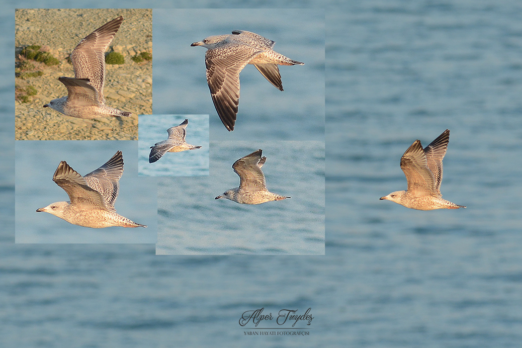 European Herring Gull