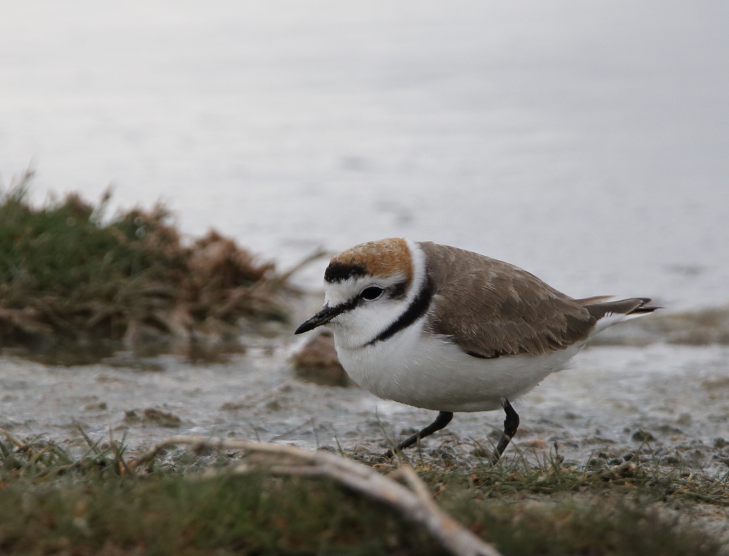 Kentish Plover