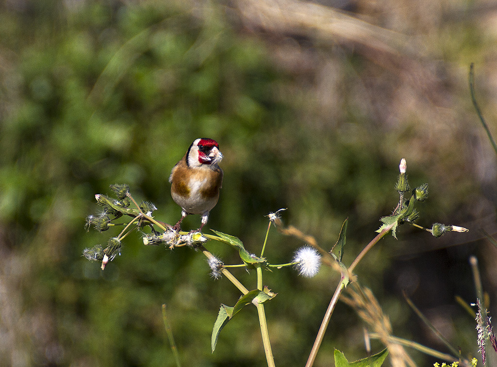 European Goldfinch