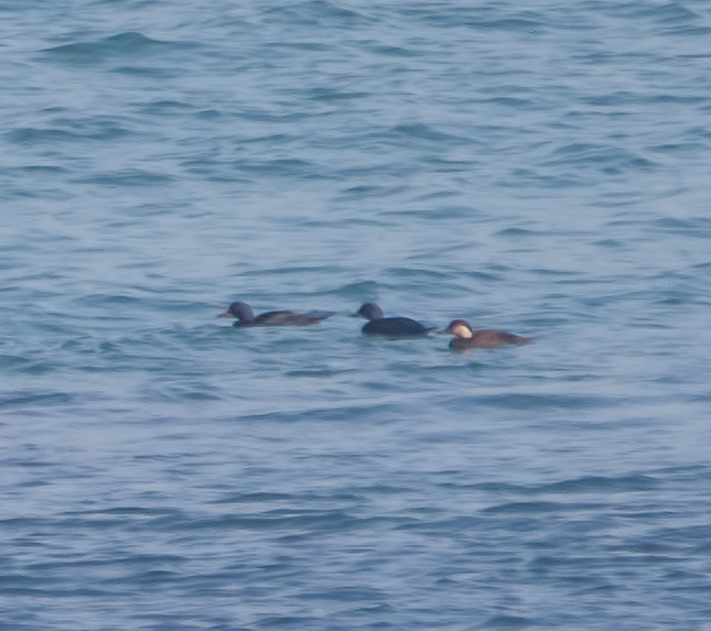Common Scoter