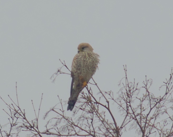 Common Kestrel