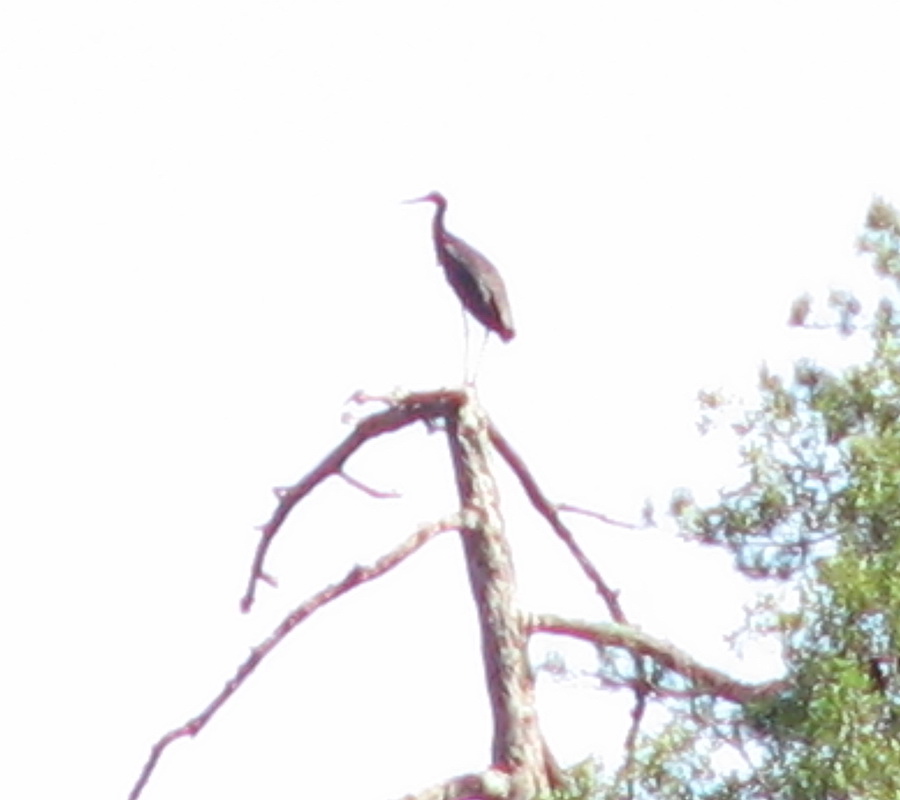 Black Stork