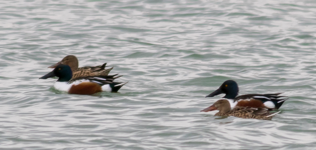 Northern Shoveler