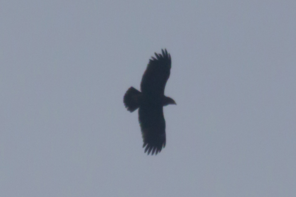 Greater Spotted Eagle