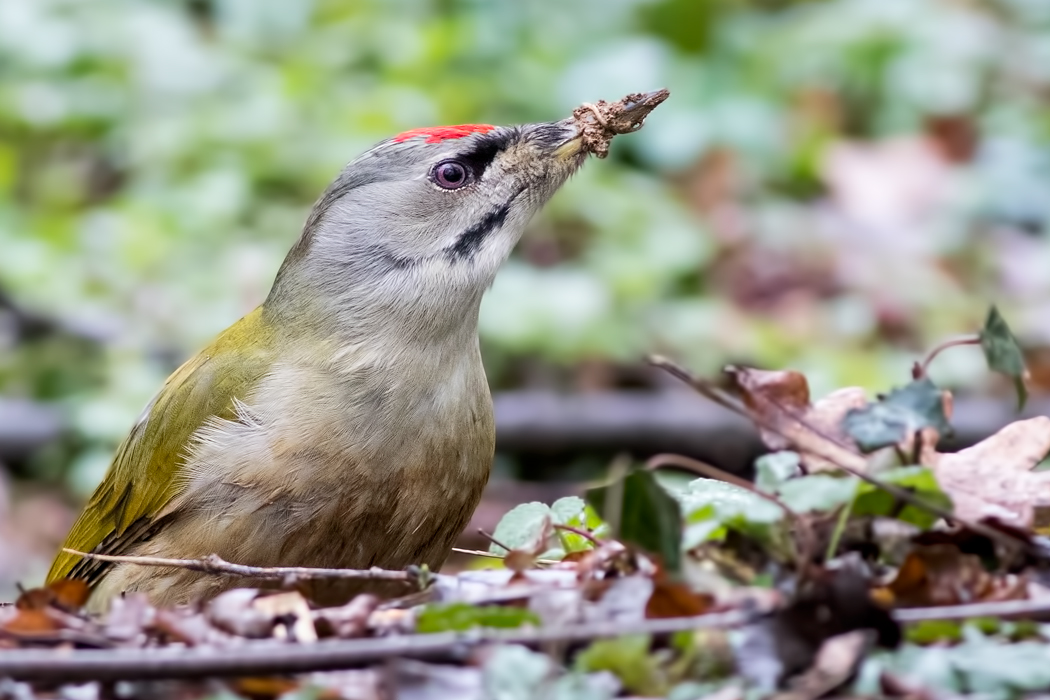 Grey-headed Woodpecker