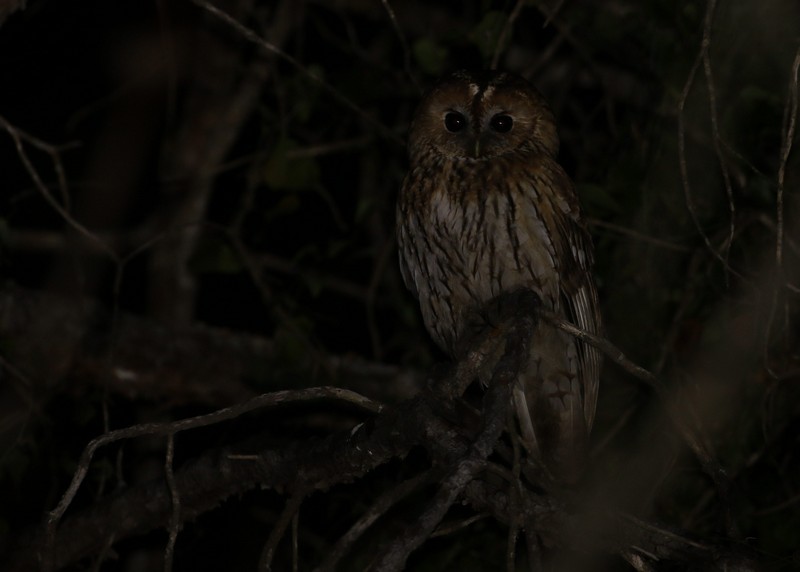 Tawny Owl