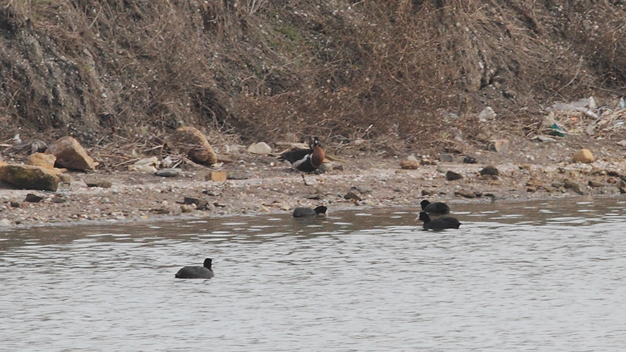 Red-breasted Goose