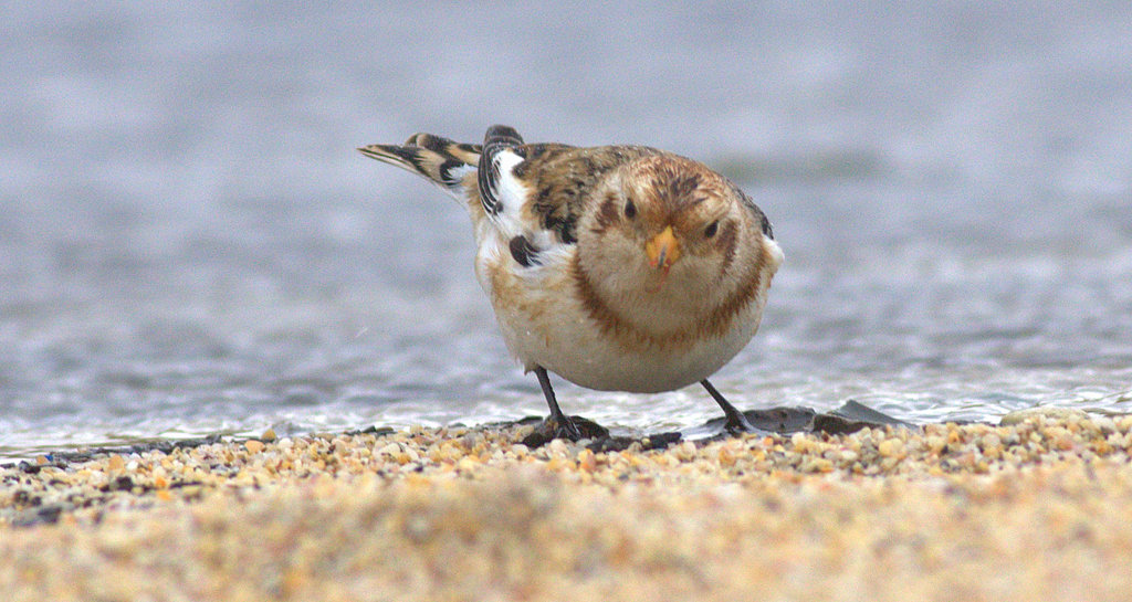 Snow Bunting