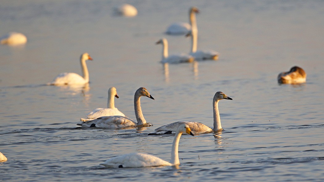 Whooper Swan