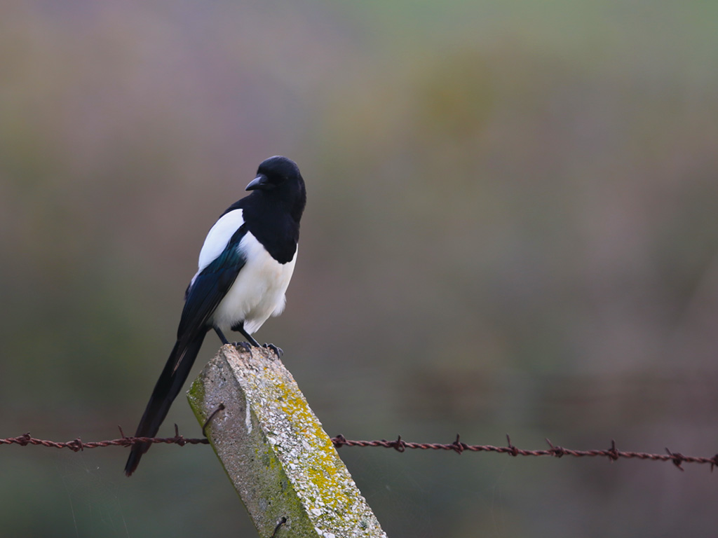 Eurasian Magpie