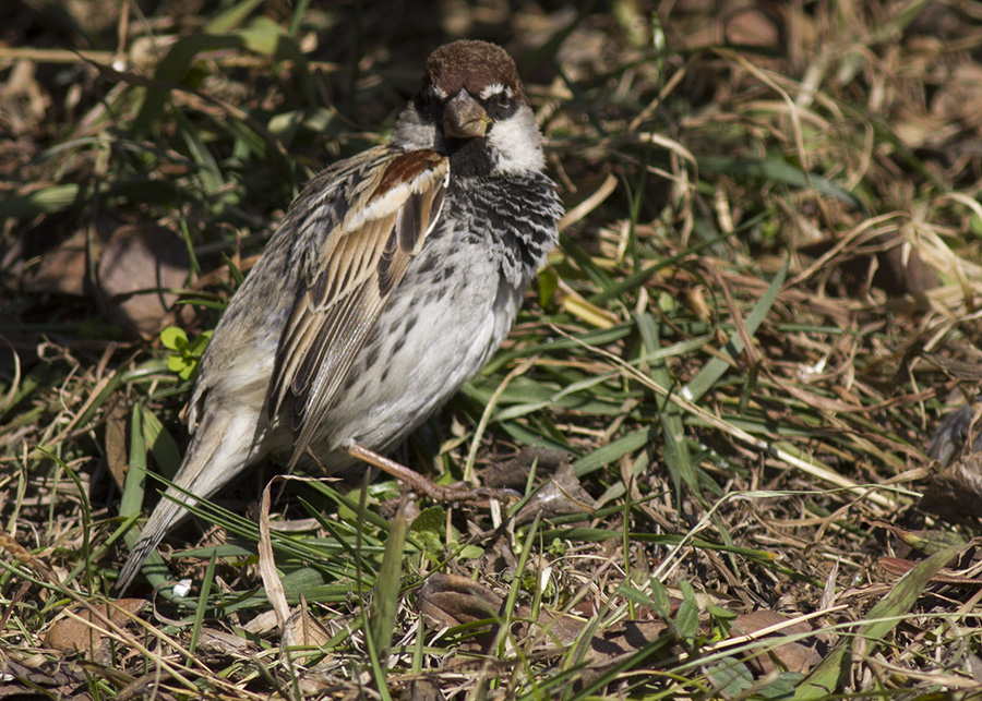 Spanish Sparrow