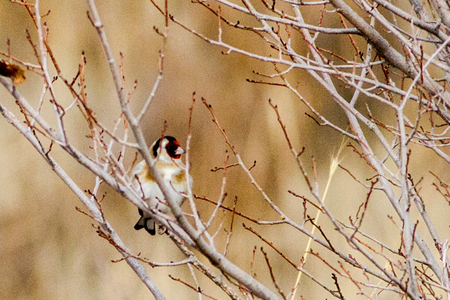 European Goldfinch