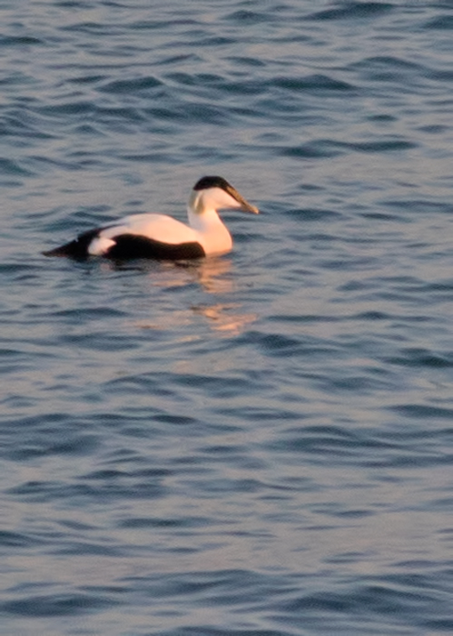 Common Eider