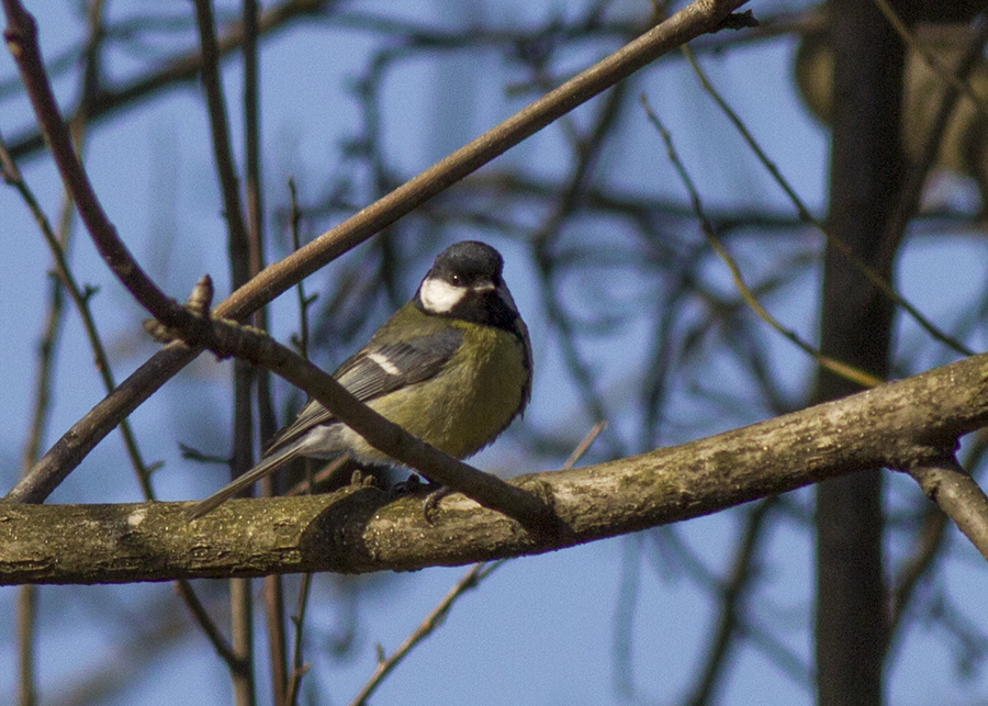 Great Tit