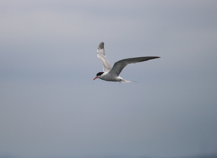 Common Tern
