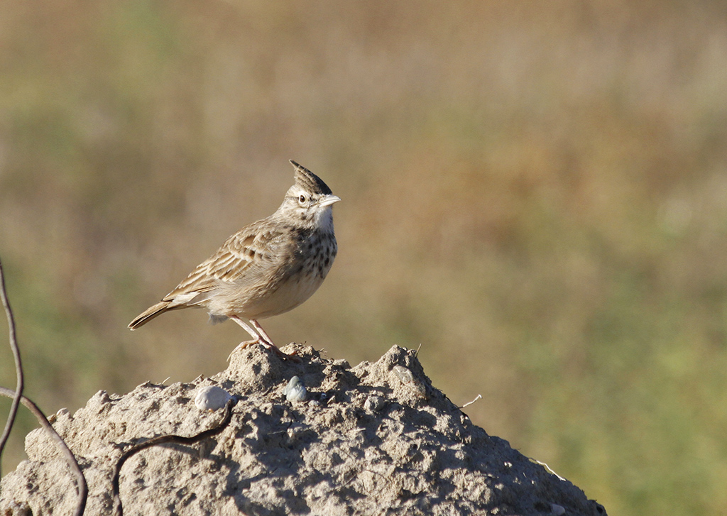Crested Lark