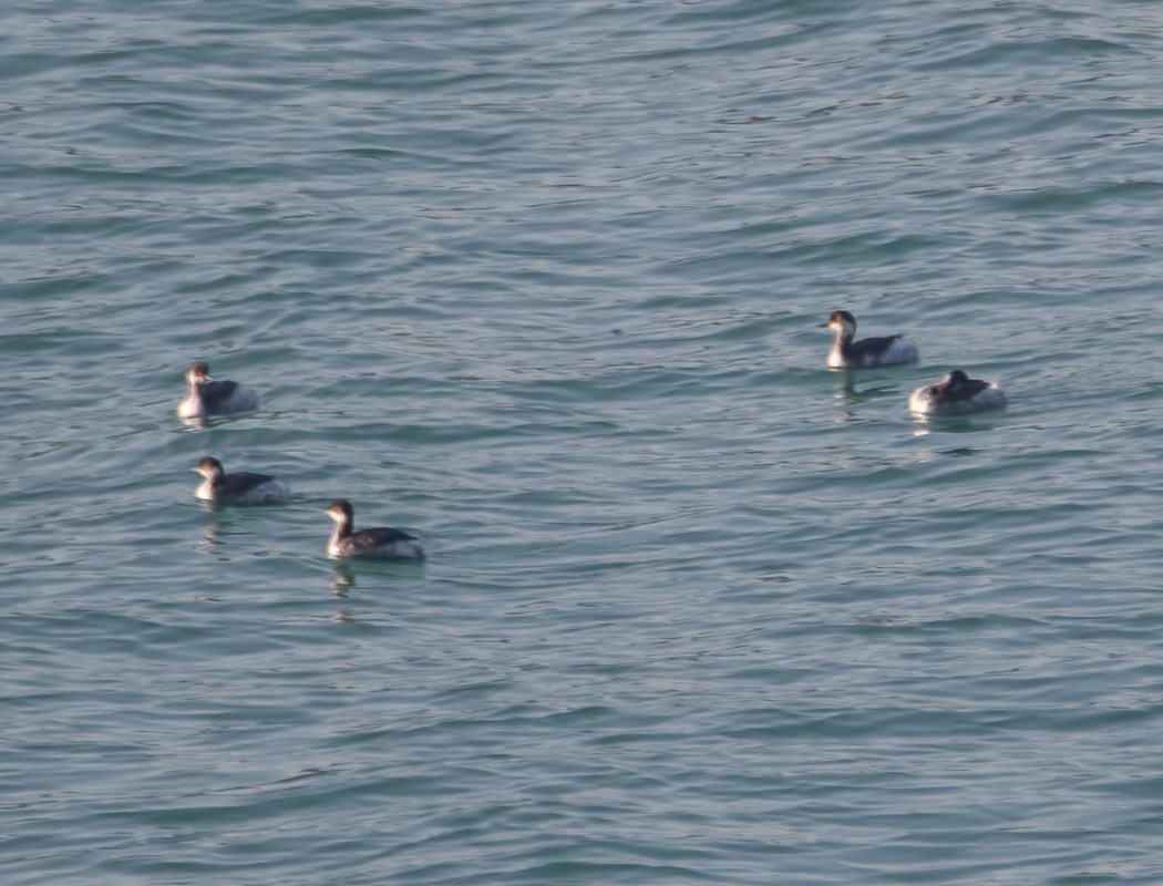 Black-necked Grebe
