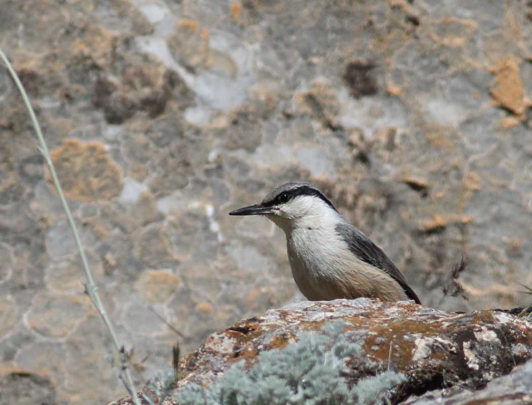 Western Rock Nuthatch