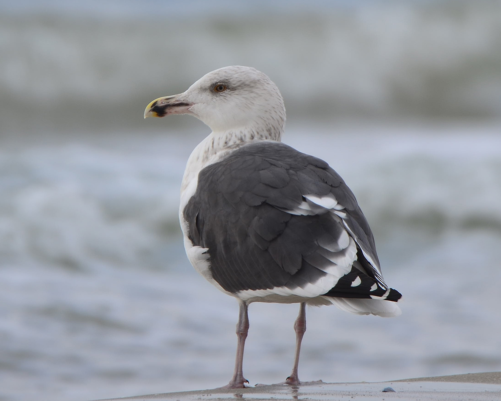 Great Black-backed Gull