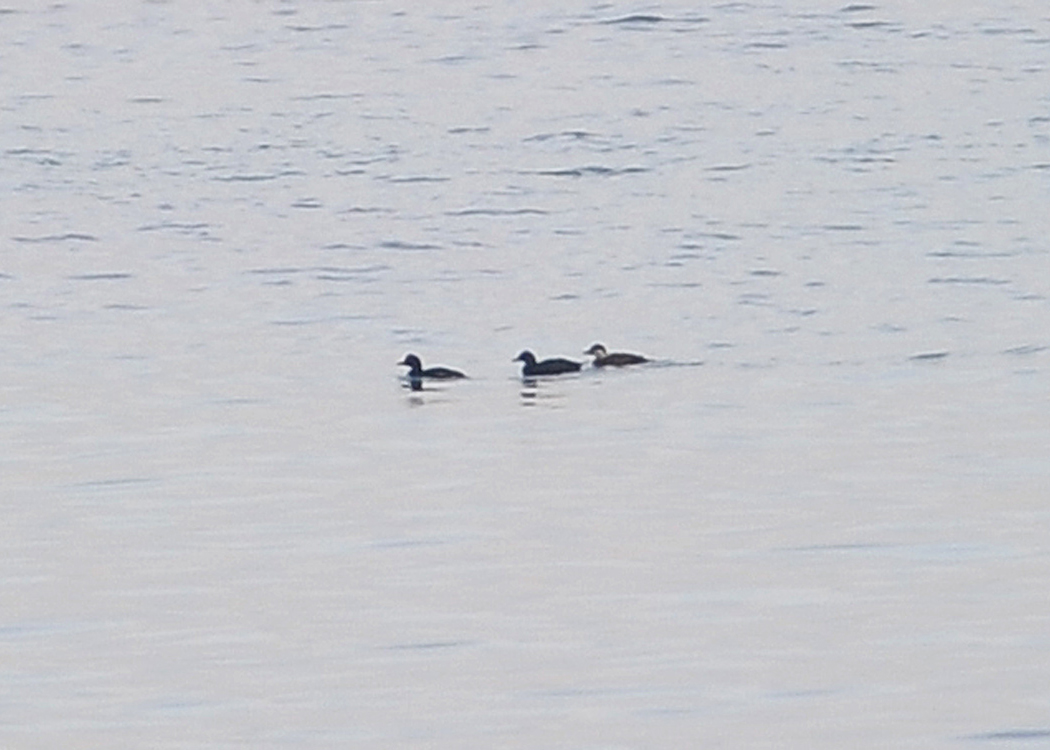 Common Scoter
