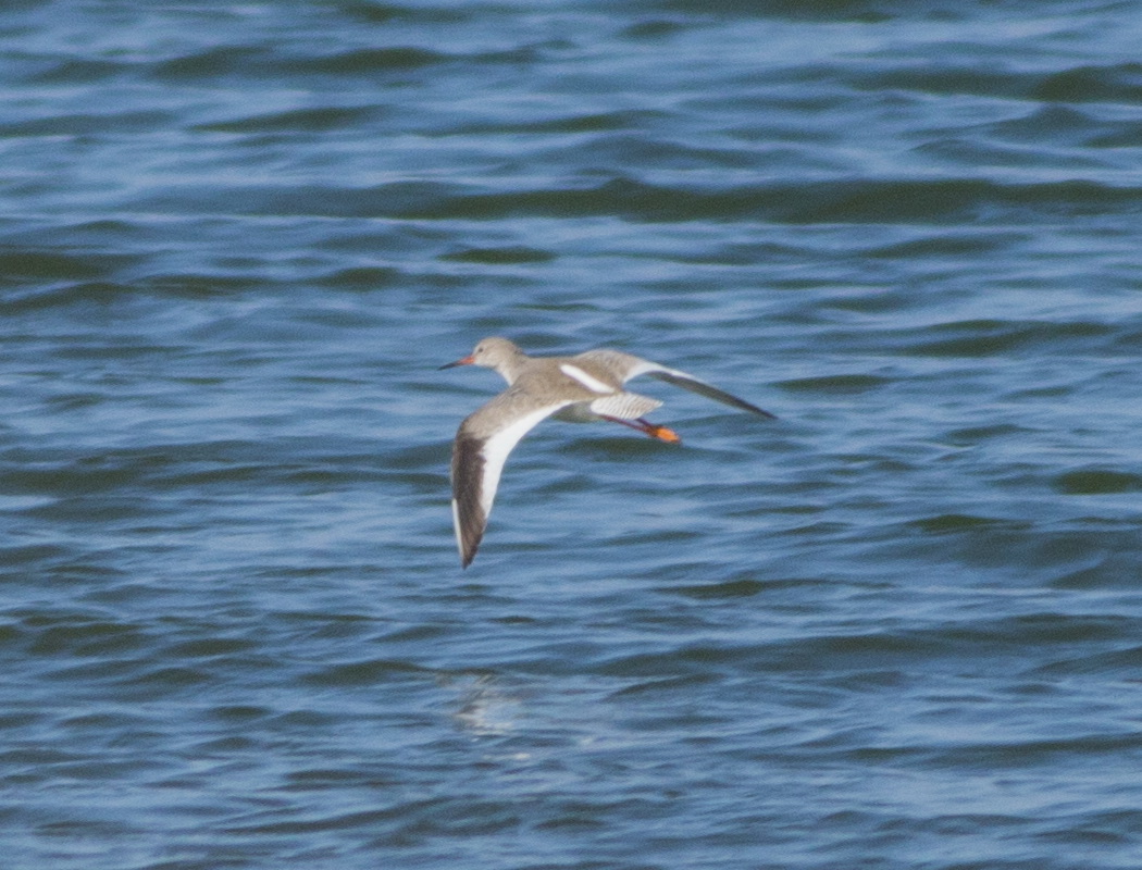 Common Redshank