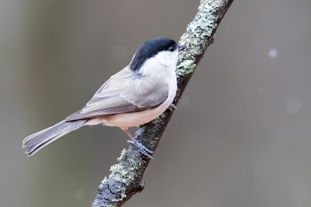 Marsh Tit