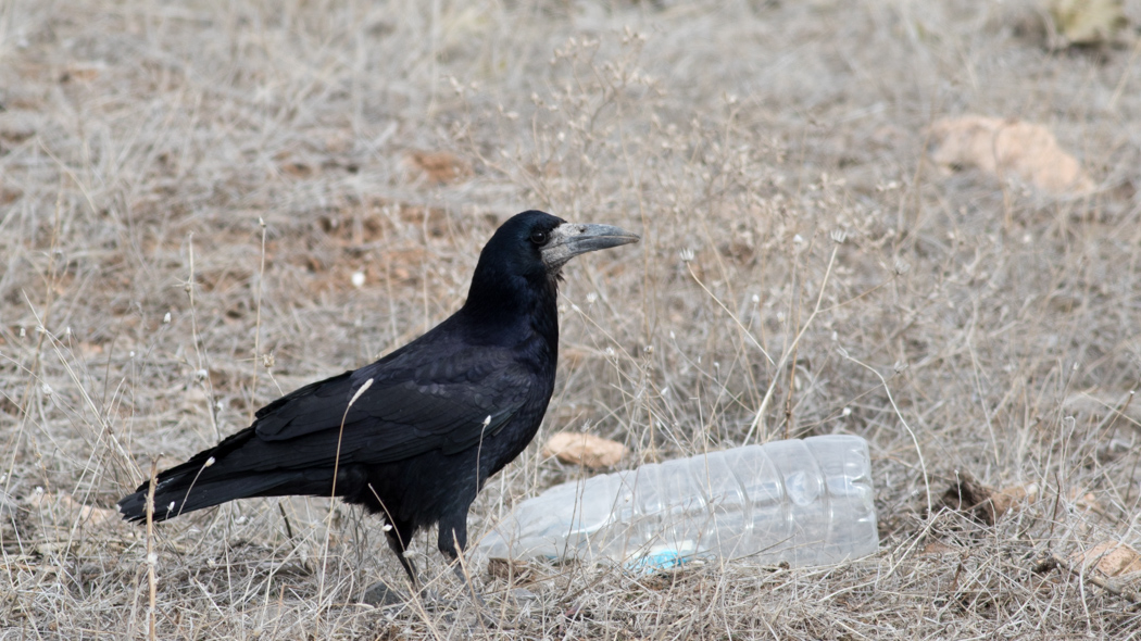 Rook