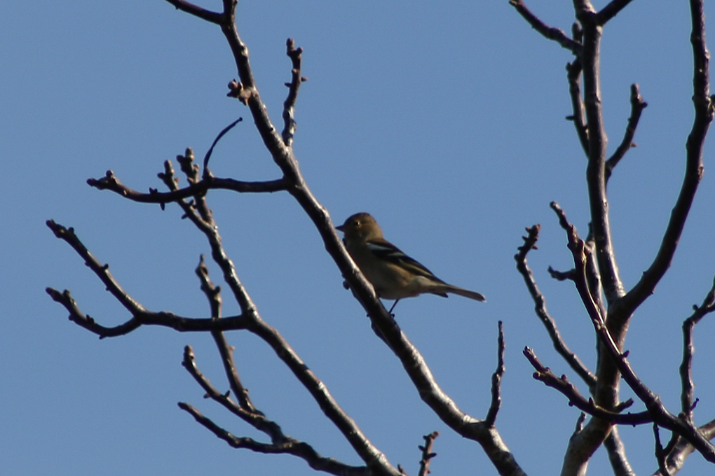 Eurasian Chaffinch