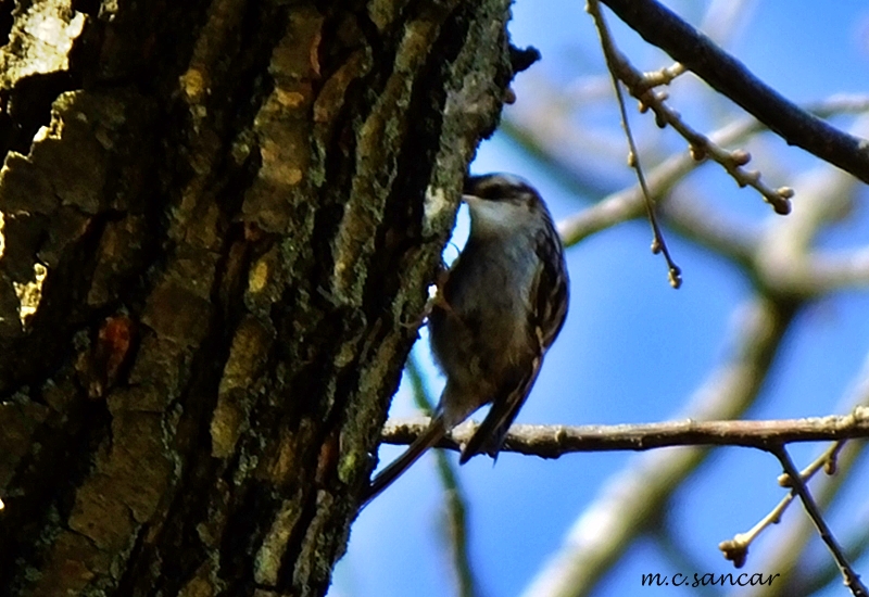 Short-toed Treecreeper