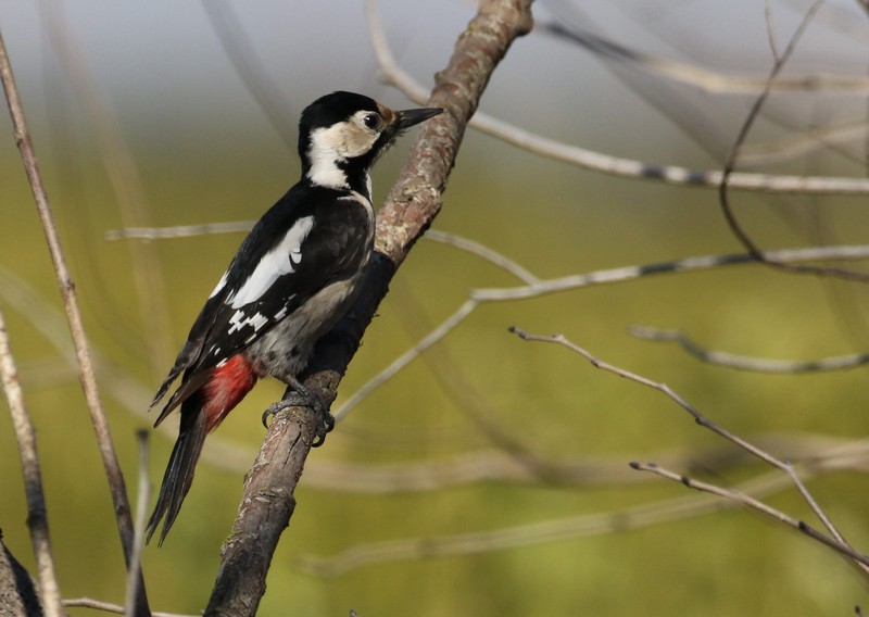 Syrian Woodpecker