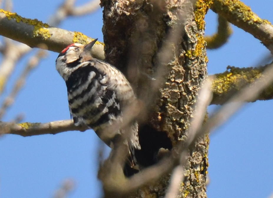 Lesser Spotted Woodpecker