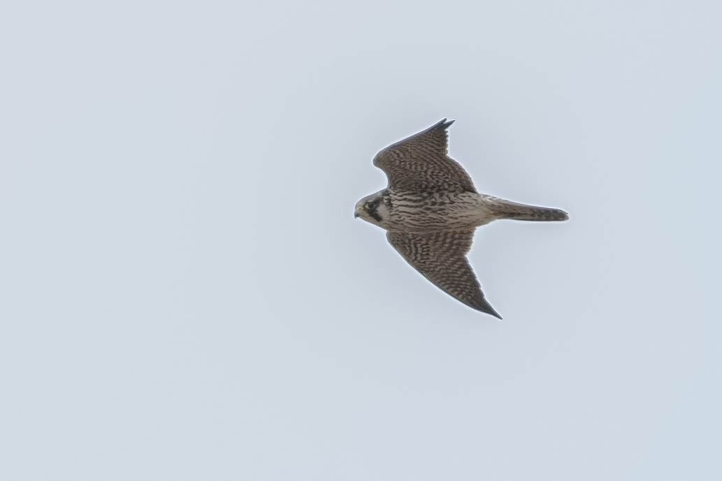 Peregrine Falcon