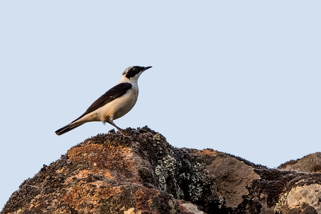 Black-eared Wheatear
