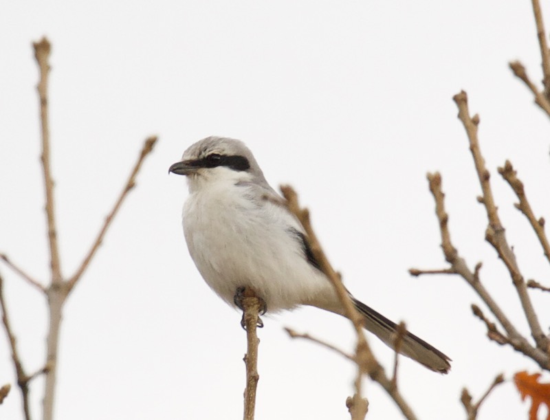 Great Grey Shrike