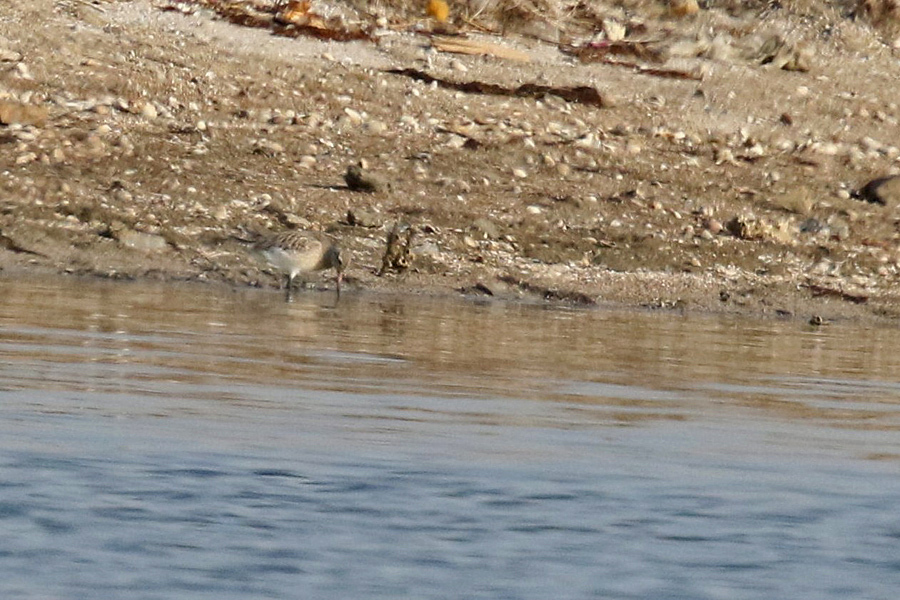 Bar-tailed Godwit