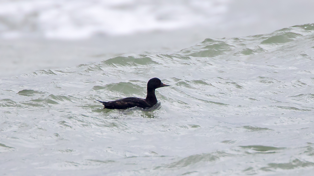 Common Scoter