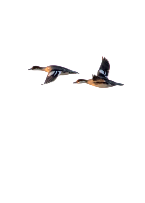 Smew